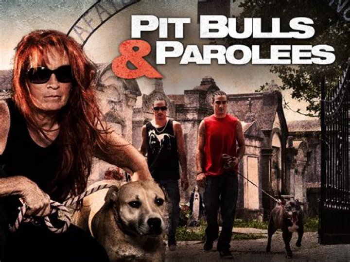 Exploring The Absence Of Perry Sanchez On Pitbulls And Parolees